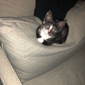 Meet your Posher, Emmie